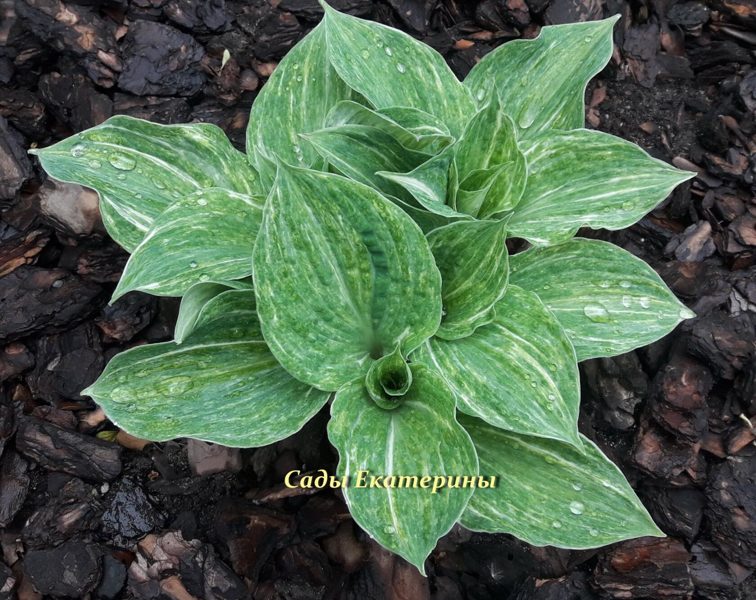 №120 Hosta" Milkmaid"