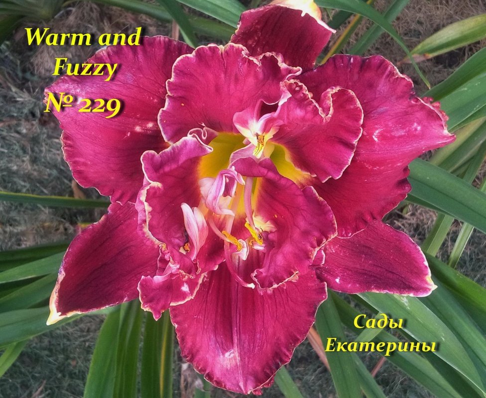 №229 WARM AND FUZZY