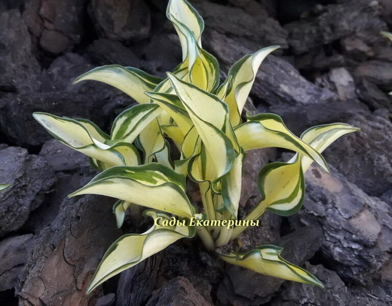  №23 "Ruffled Pole Mouse"