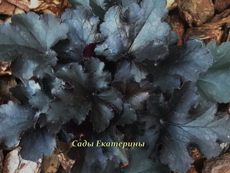 № 72 Black Pearl