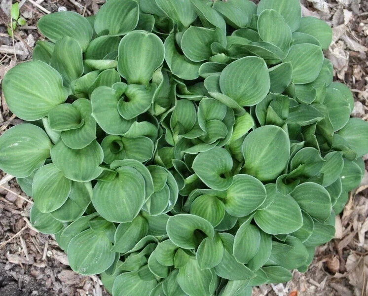 № 16 Green Thumb