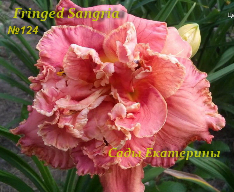 №124 Fringed Sangria