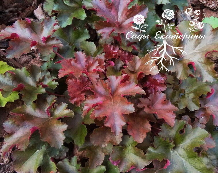 №30 Chocolat Ruffles