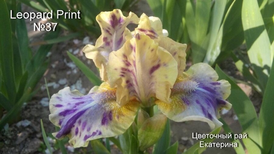  Leopard Print ( Леопард Принт) карликовый ирис