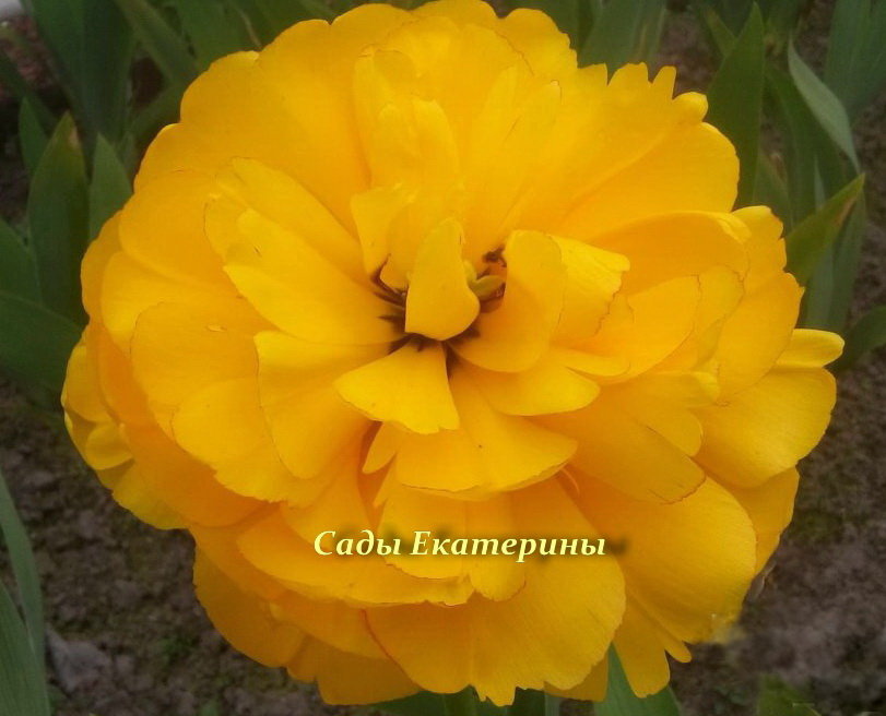 Тюльпан Yeelow Pomponette (Йеллоу Помпонет)