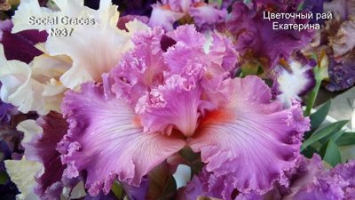 № 115 Social Graces (Соушел Грейсис)