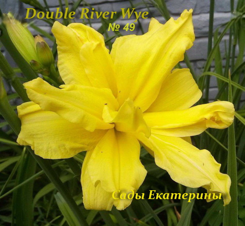№49 Double River Wye (Дабл Ривер Вай)