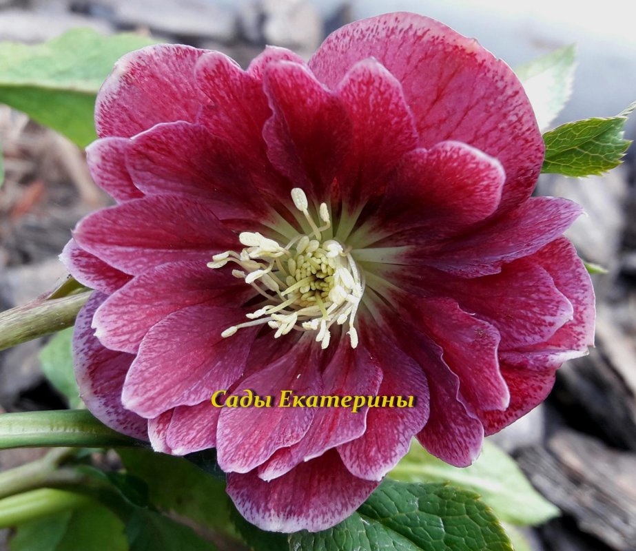  №13  Double Aubergine with White Edge"