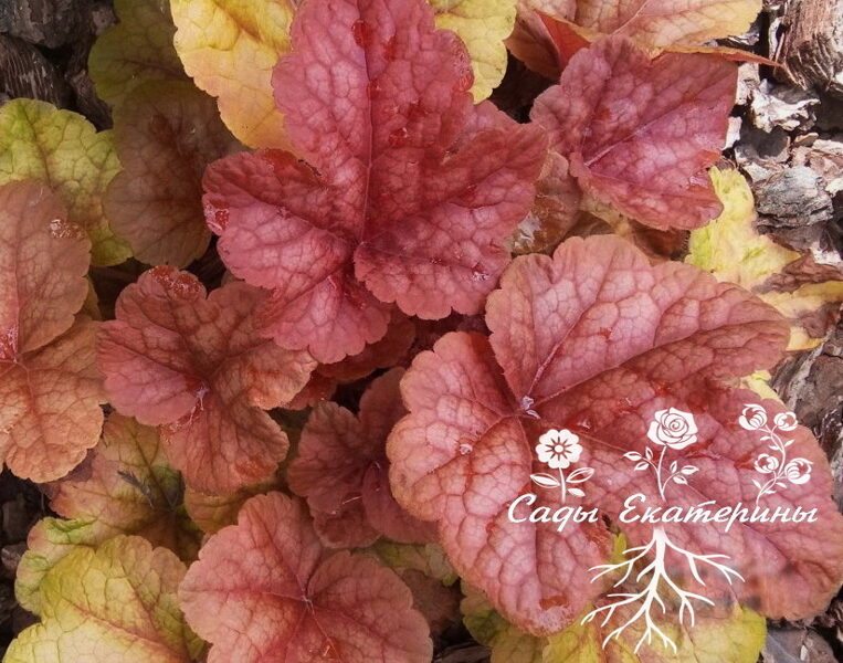 №39   Buttered Rum 