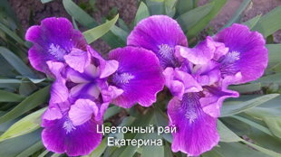 №22 Plum Twist (Плам Твист)