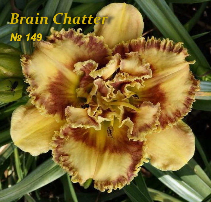 №149 Brain Chatter ( Брейн Чатер)