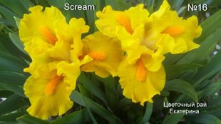№16 SCREAM ( Скрим )