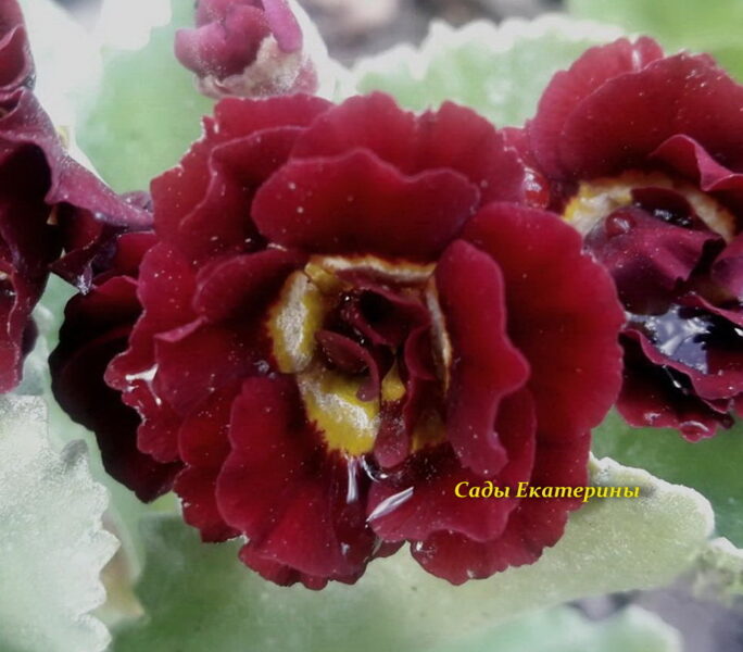 № 34 "Black Jack" primula auricula
