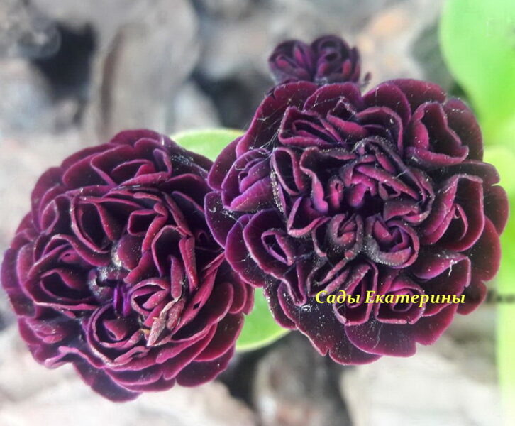 № 39 "Max" primula auricula