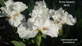 №35 Snow Season ( Сноу Сизон)
