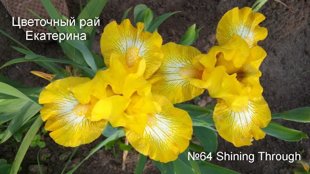 № 64 Shining Through ( Шайнинг Трэу)