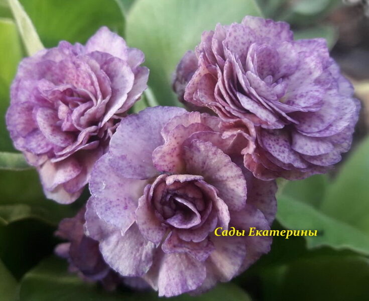 № 35 "Xaver"  primula auricula