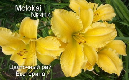 №414 Molokai