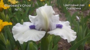 №15 Bluebeard's Ghost (БЛУБИАРДЗ ГОУСТ )