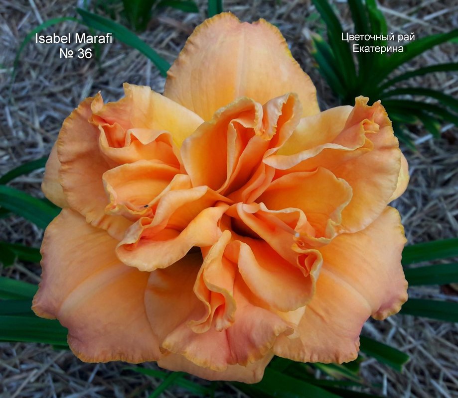 №36 Isabel Marafi