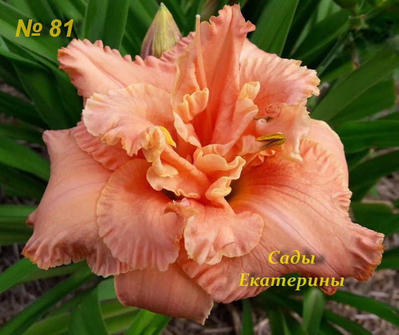 № 81  Без названия