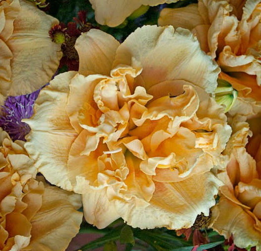 № 300 Siloam Peony Display