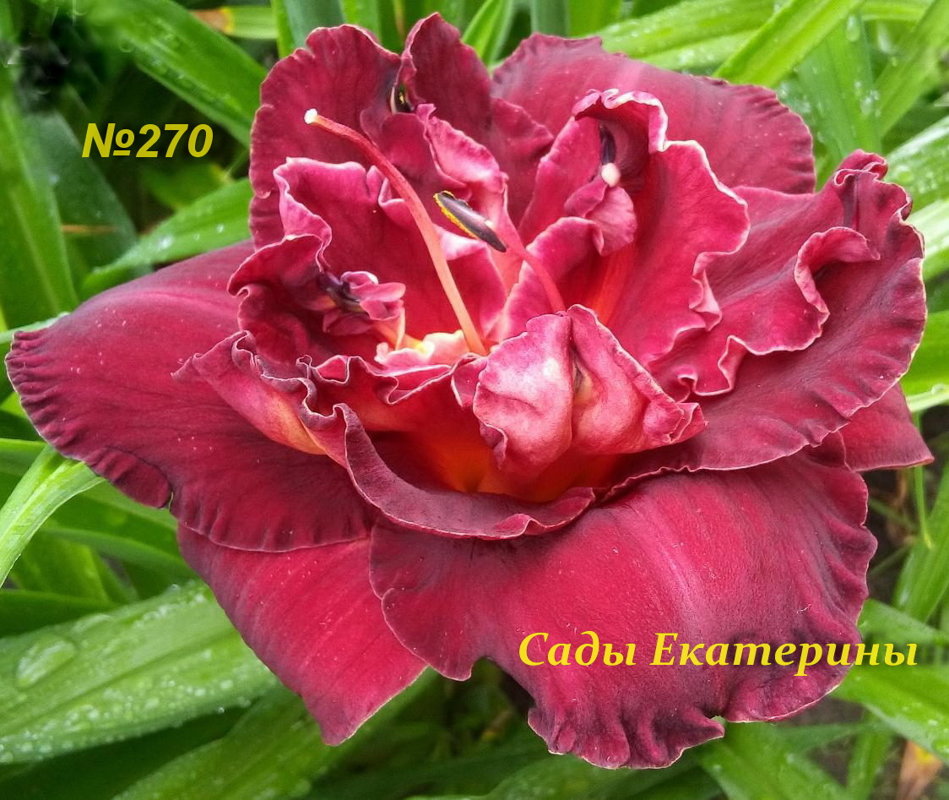 №270