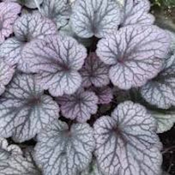  № 234  Silver Lord