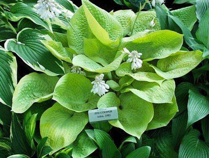  № 355   'Jim Cooper' 