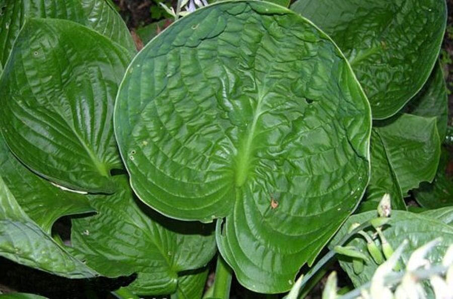  № 349   Pewter Goblet