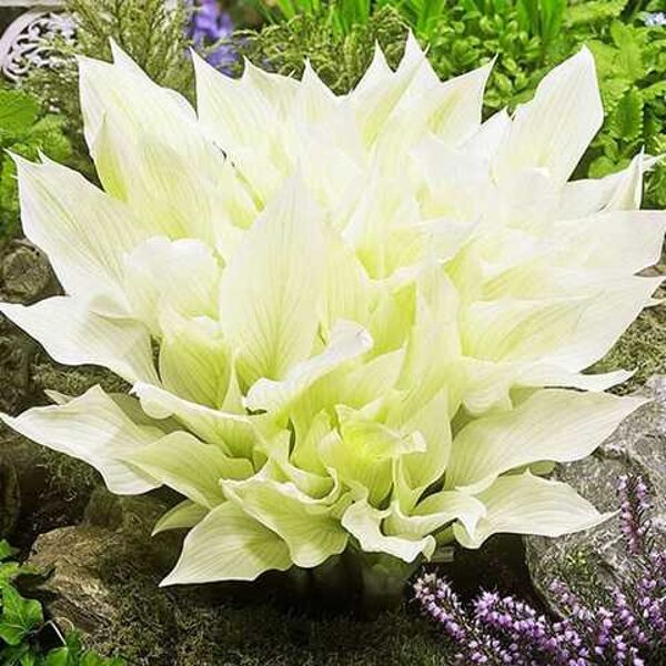  № 427 White Feather Improved