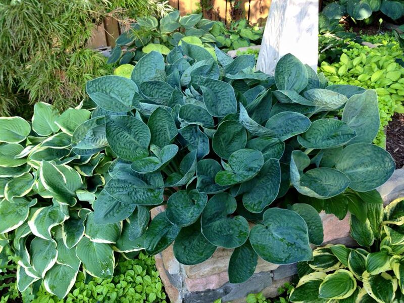   № 287  'Lakеside Beach Bum'  