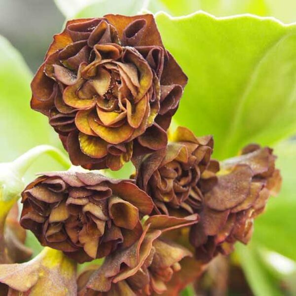 № 58 "Lincoln Elf" primula auricula