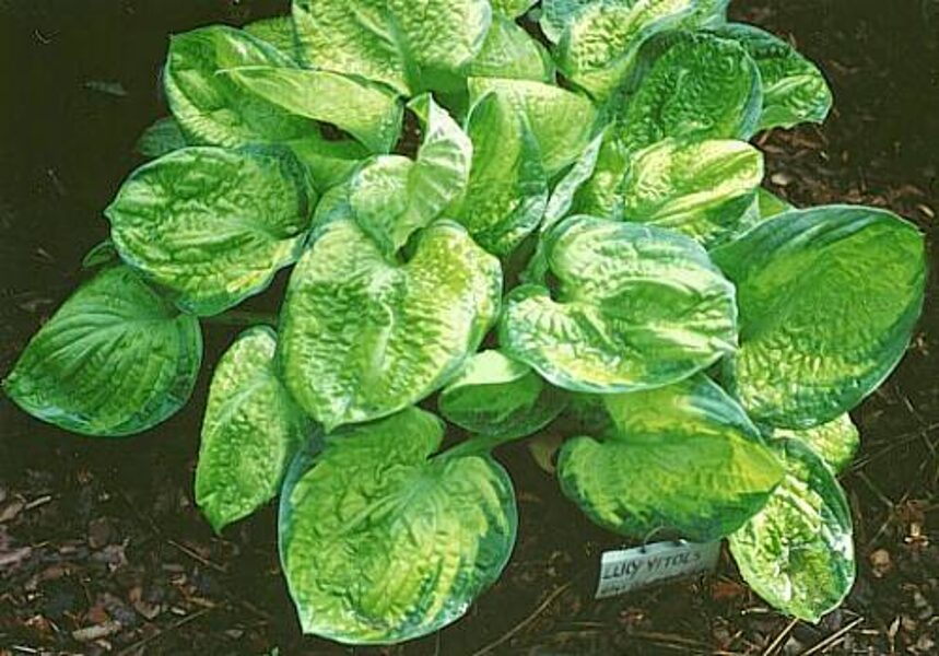  № 392   Lucy Vitols