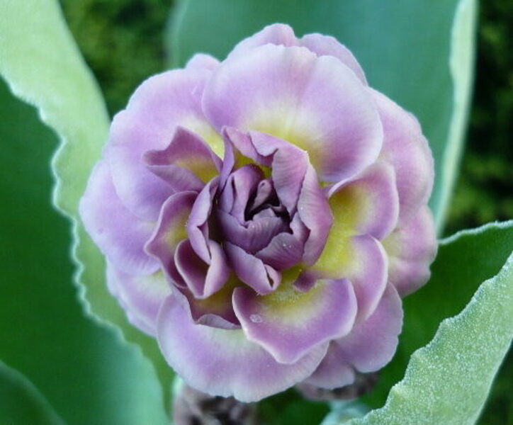 № 60 "Miss Pinky" primula auricula