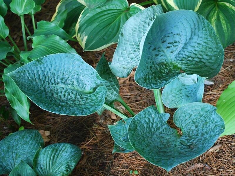  № 296   'Lakeside Color Blue'