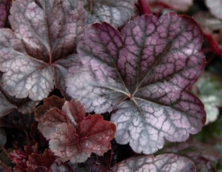  № 196 Plum Parfait