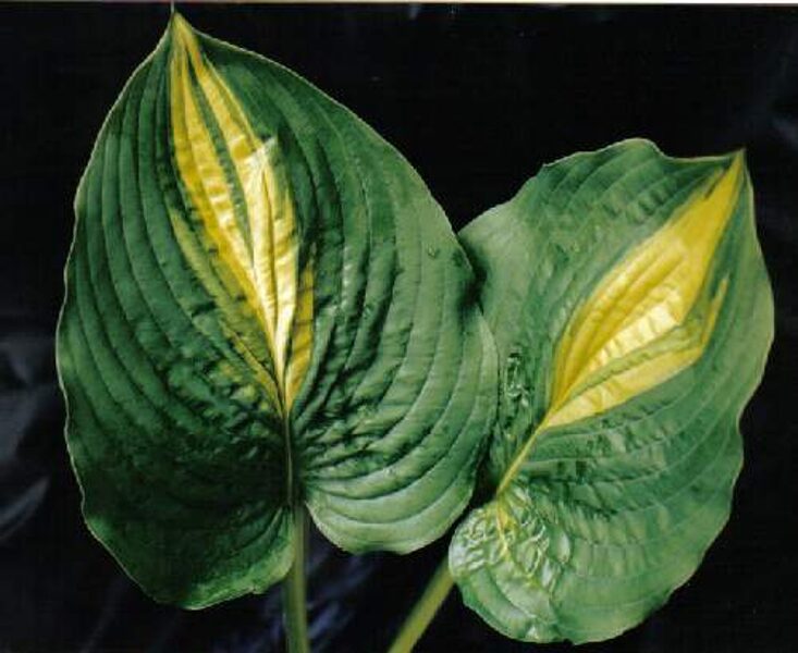  № 177  Prime Meridian 