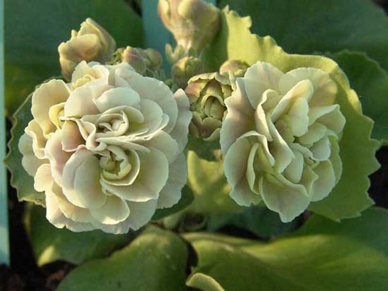  № 9   "Gaia" primula auricula