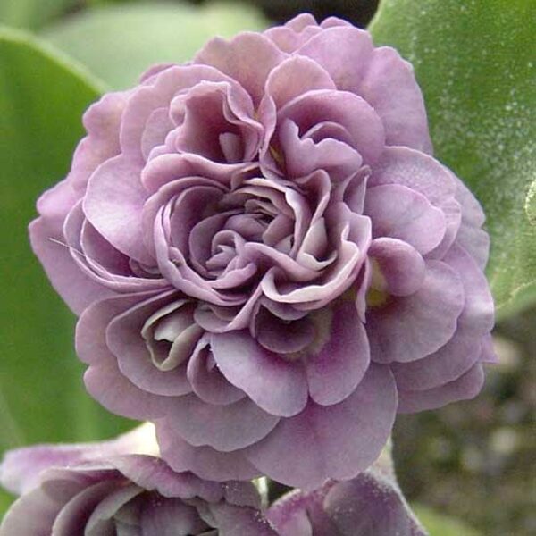  № 33 "Wrangle"  primula auricula