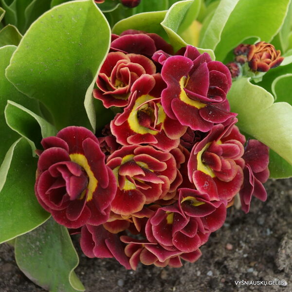  № 10 "Fitzroy"  primula auricula