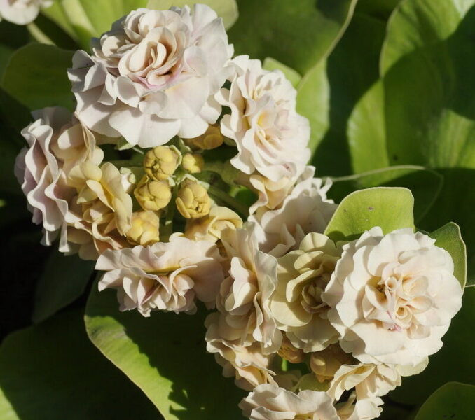 № 77 "Nymph" primula auricula