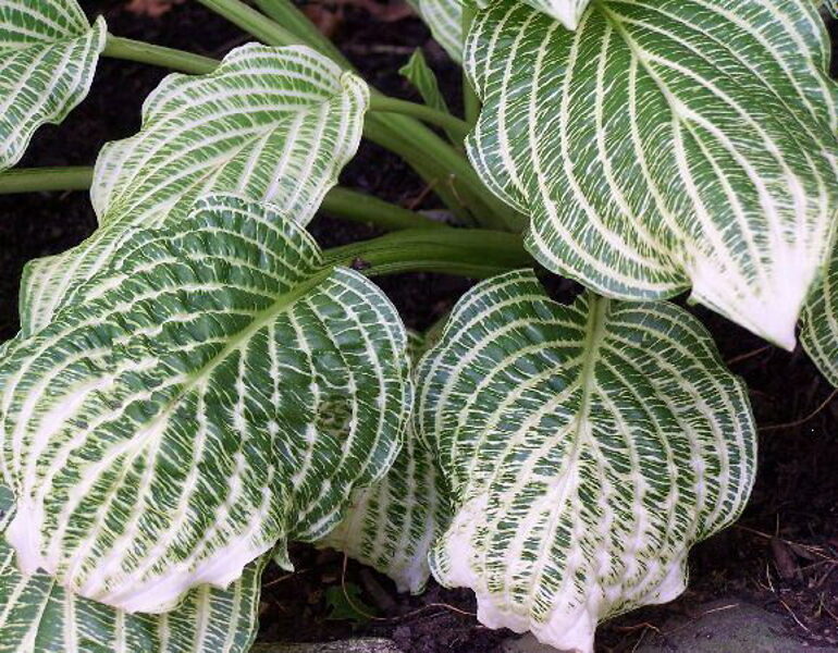 № 407 Second Coming