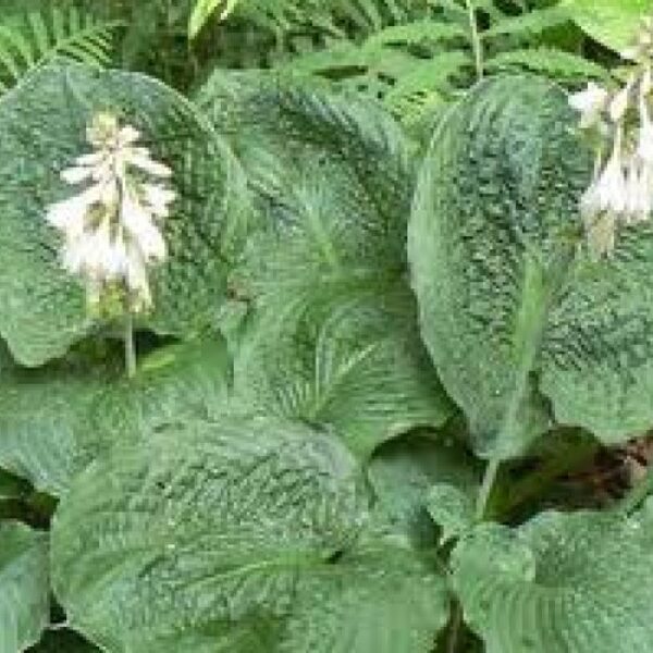 № 312  Smokey Mountains