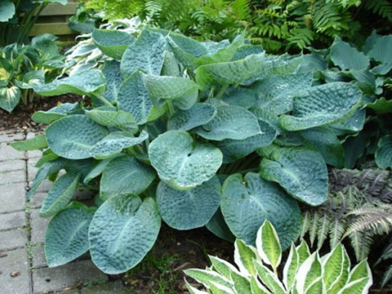 № 197 'Deep Blue Sea'