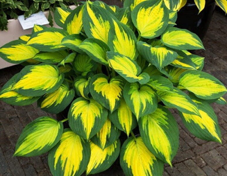 №25 Forbidden Fruit ( Форбидден Фрут)