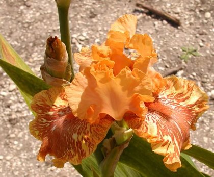  № 35  Orangutan Orange