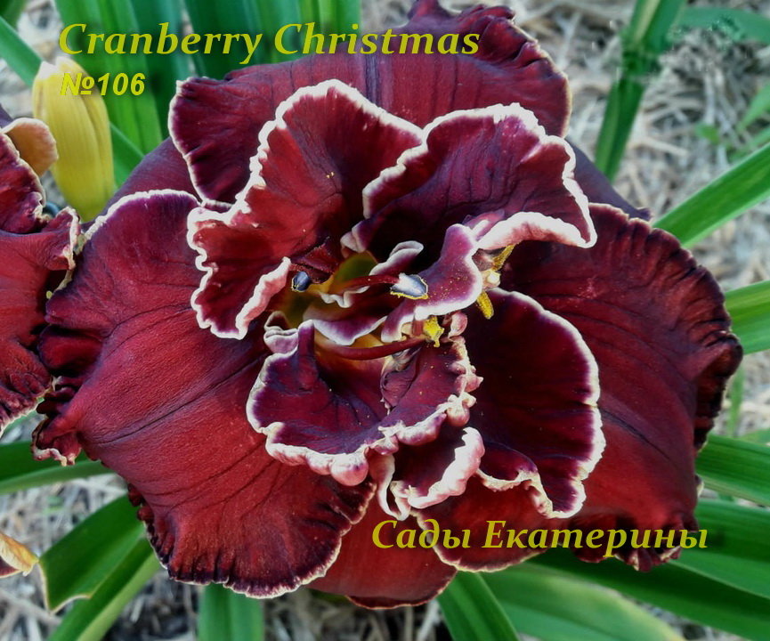 №106 CRANBERRY CHRISTMAS (КРЭНБЕРРИ КРИСТМАС)