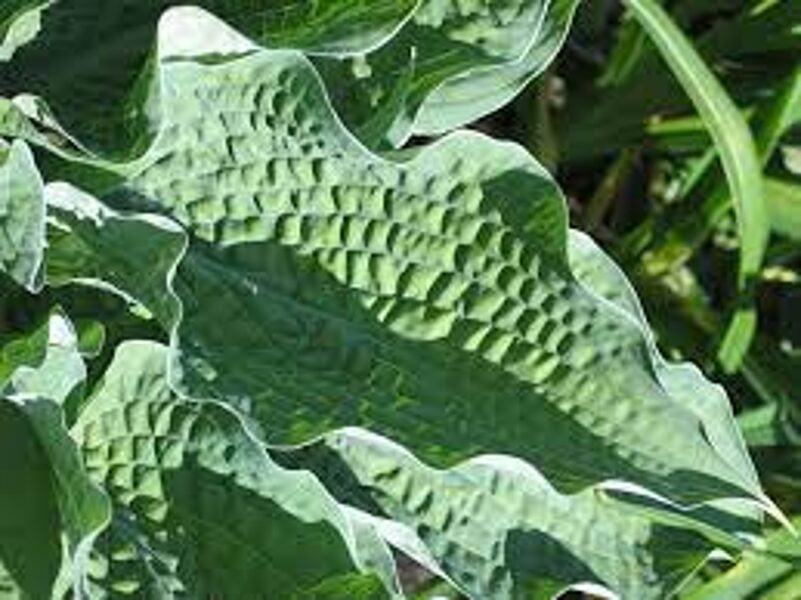  №250  Raucous Ruffles