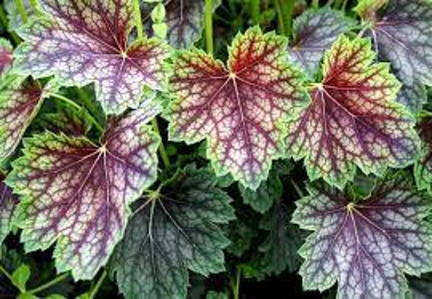 № 185   Beauty Color 